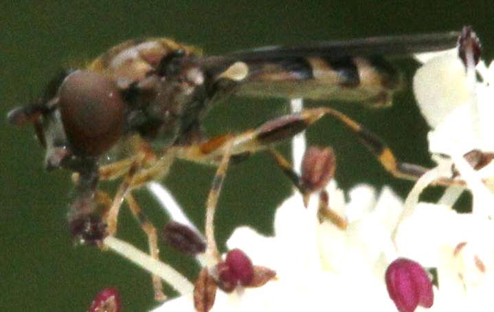Neoascia interrupta