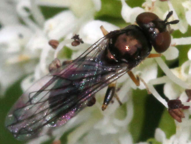 Neoascia interrupta