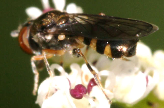 Neoascia interrupta