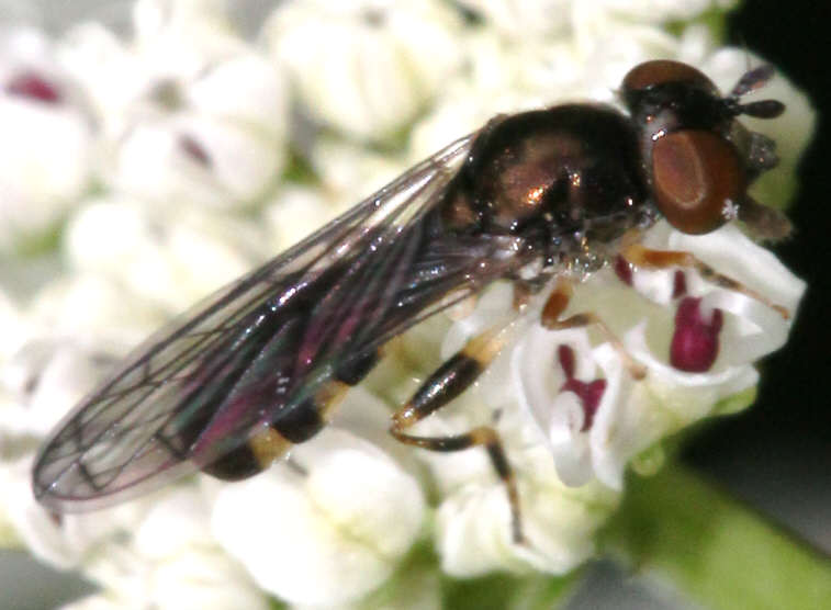 Neoascia interrupta