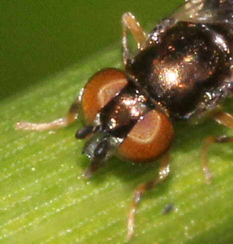 Neoascia interrupta