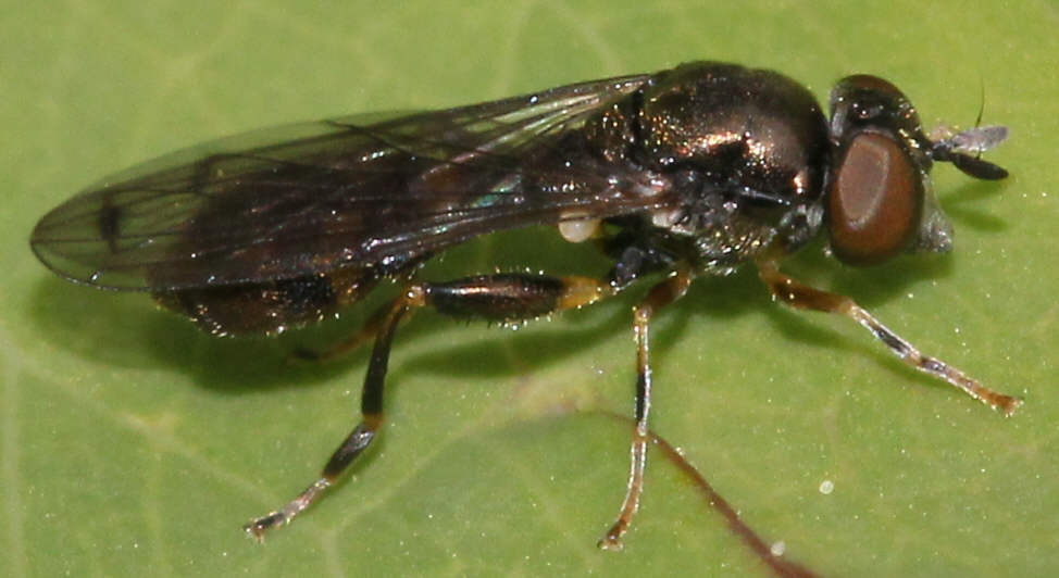 Neoascia podagrica