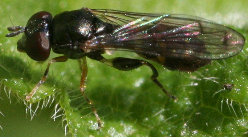 Neoascia podagrica