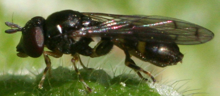 Neoascia podagrica