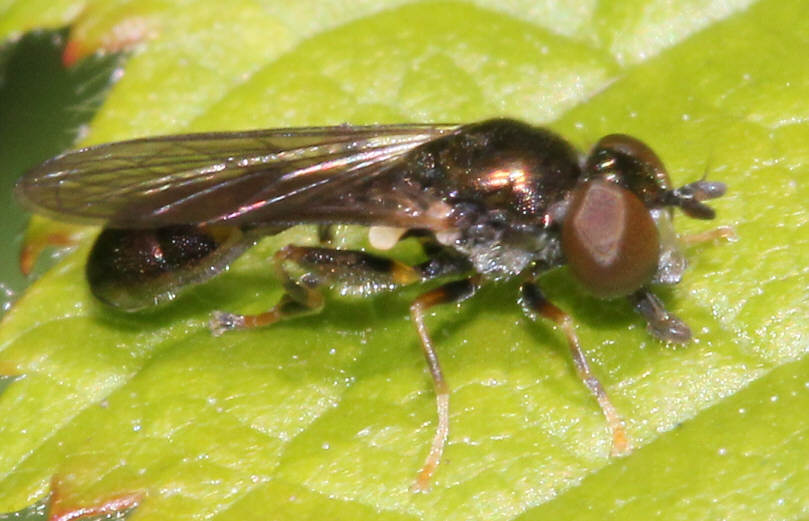 Neoascia meticulosa