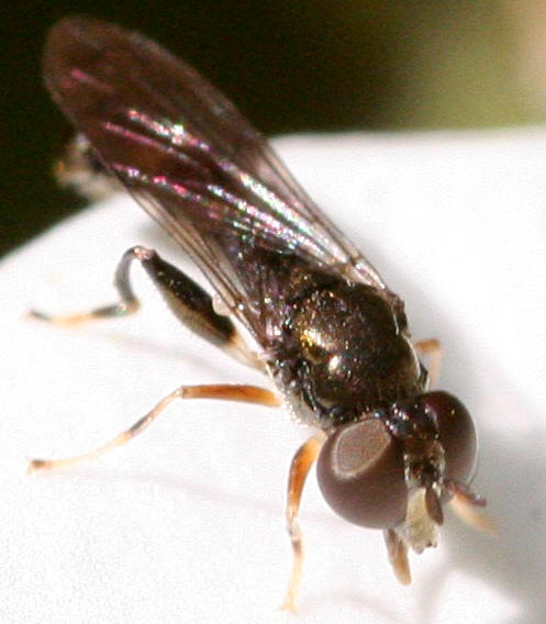 Neoascia podagrica