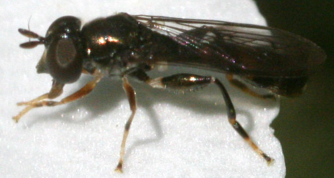 Neoascia podagrica