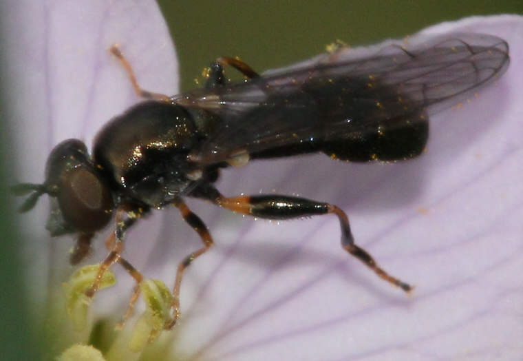 Neoascia tenur