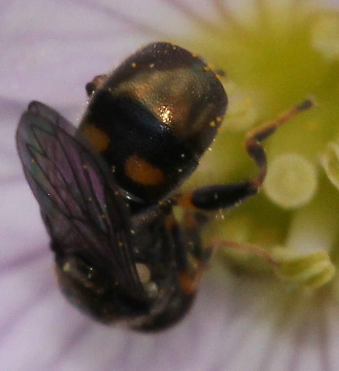 Neoascia tenur
