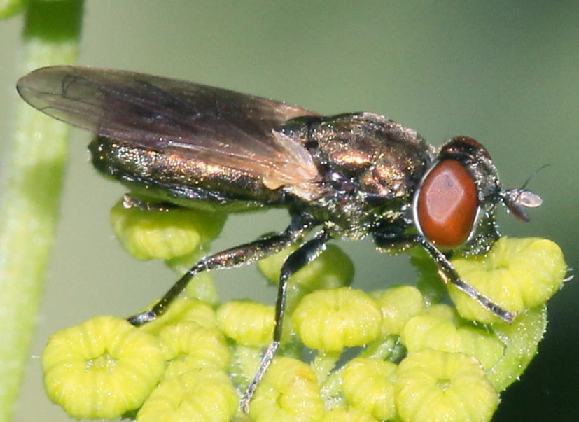 Orthonevra nobilis