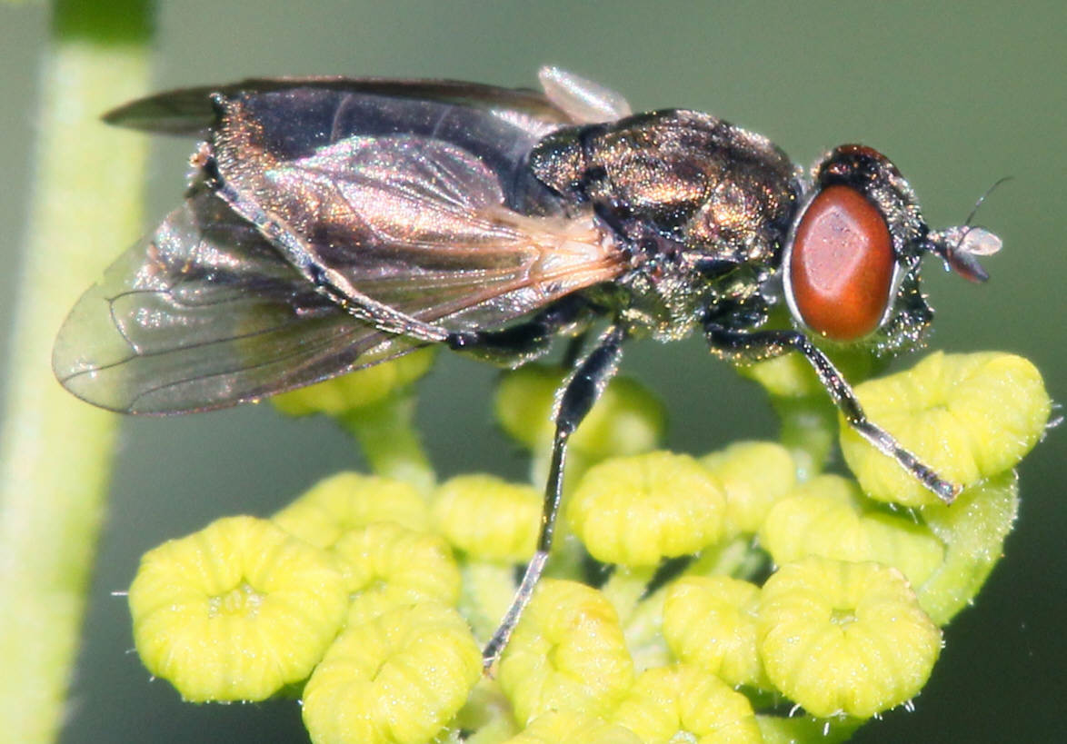 Orthonevra nobilis