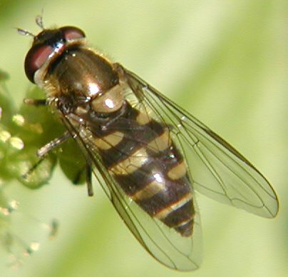 Parasyrphus punctulatus