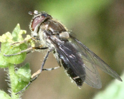 Parasyrphus punctulatus