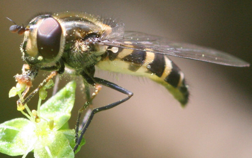 Parasyrphus punctulatus