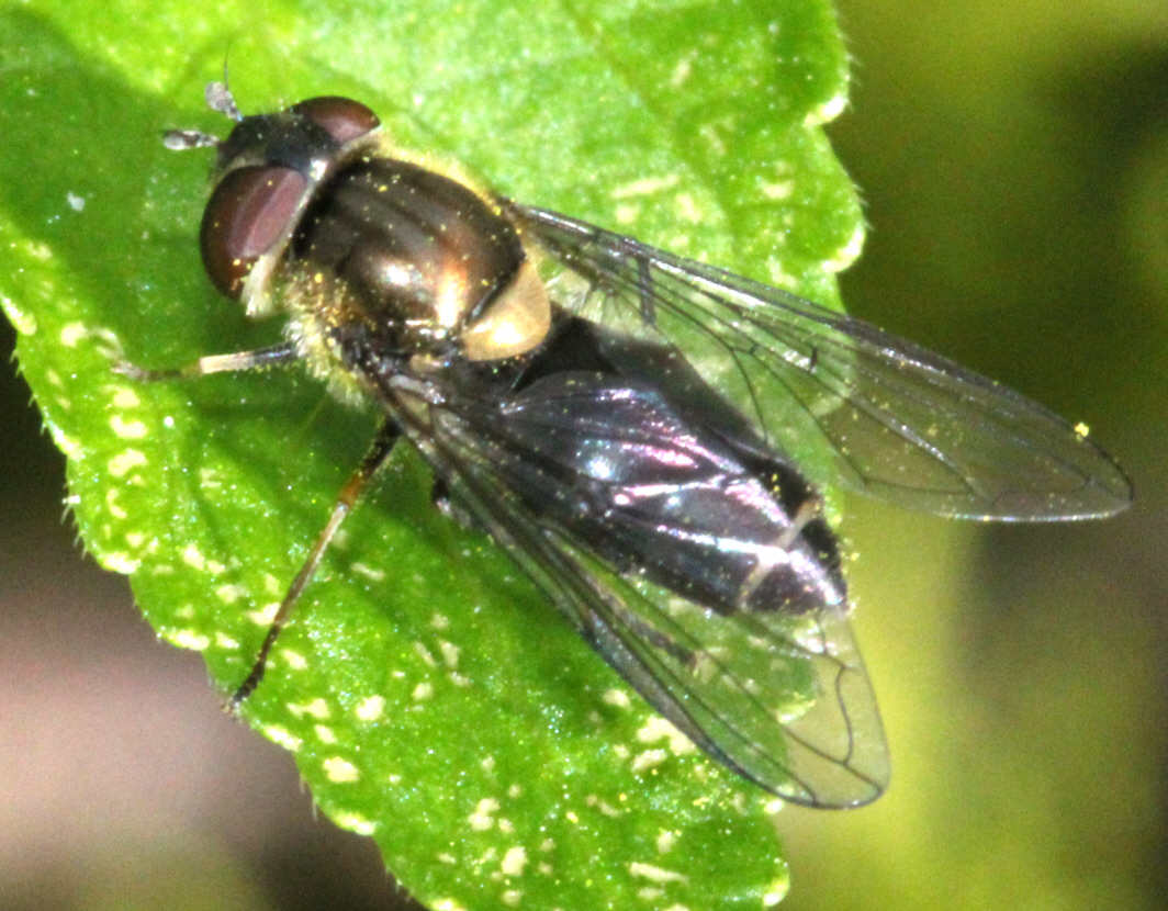 Parasyrphus punctulatus