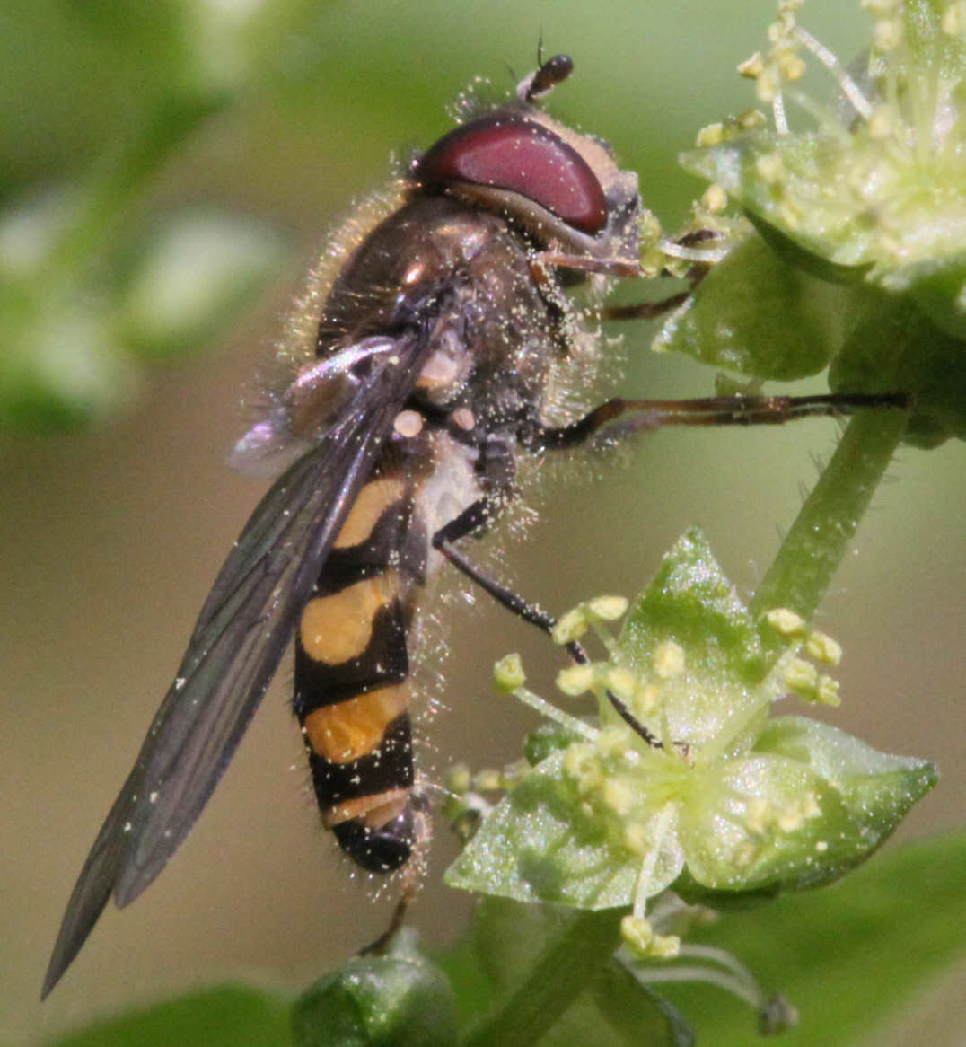 Parasyrphus punctulatus