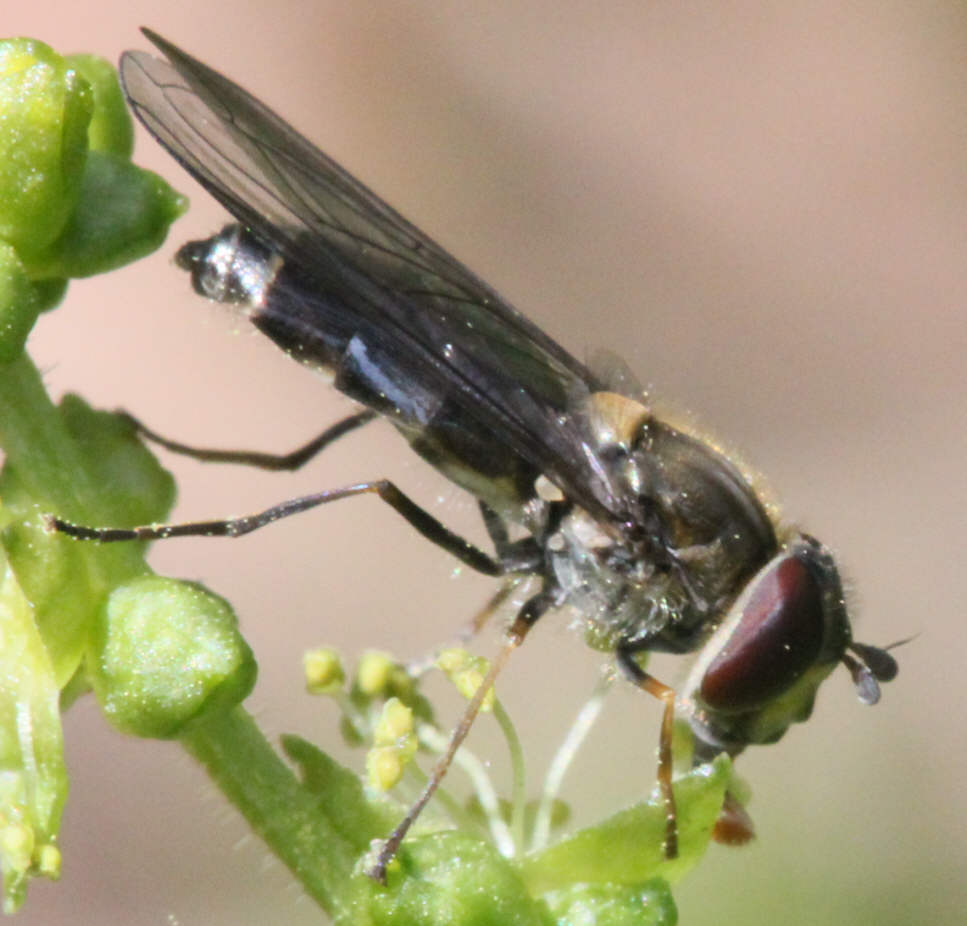 Parasyrphus punctulatus