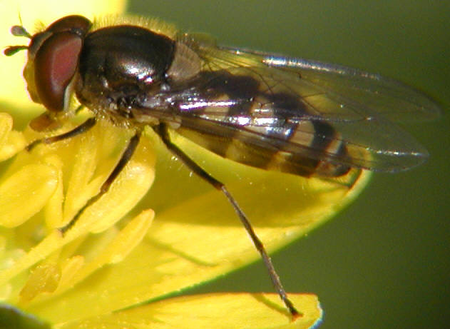Parasyrphus punctulatus