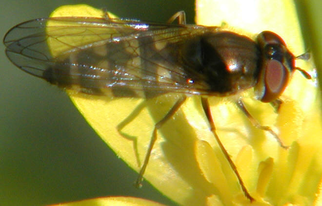 Parasyrphus punctulatus