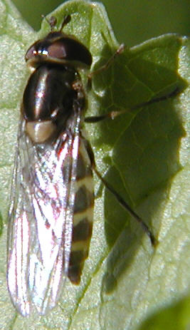 Parasyrphus punctulatus