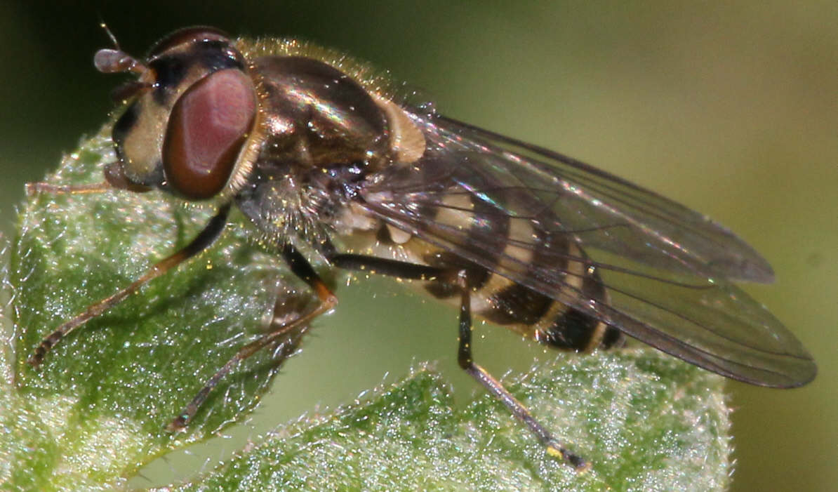 Parasyrphus punctulatus
