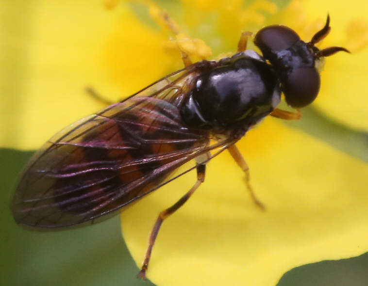Pelecocera tricincta