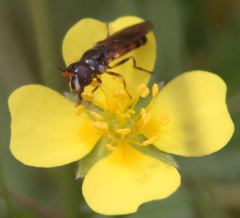 Pelecocera tricincta