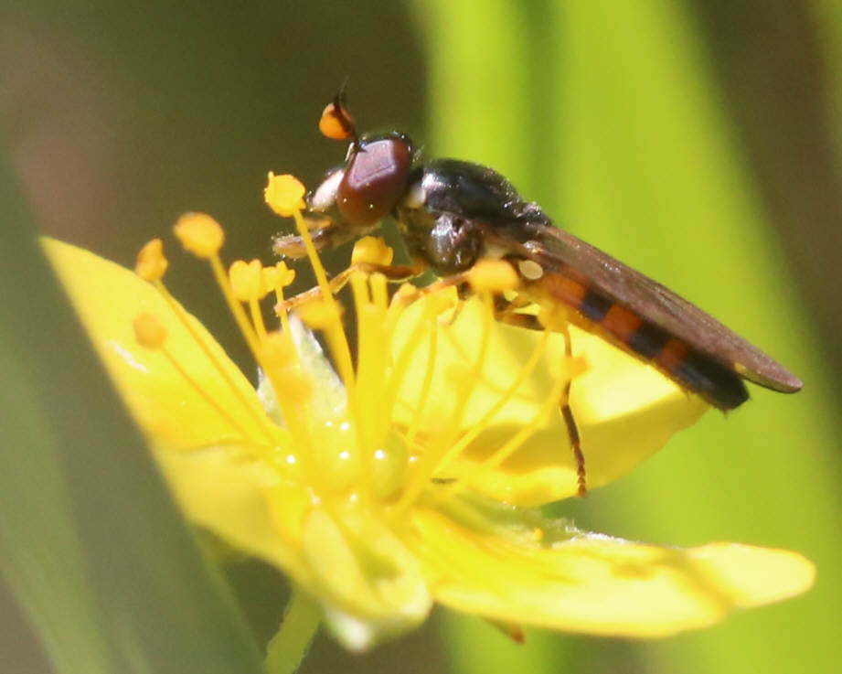 Pelecocera tricincta