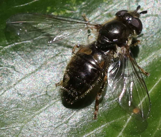 Pipiza luteitarsis