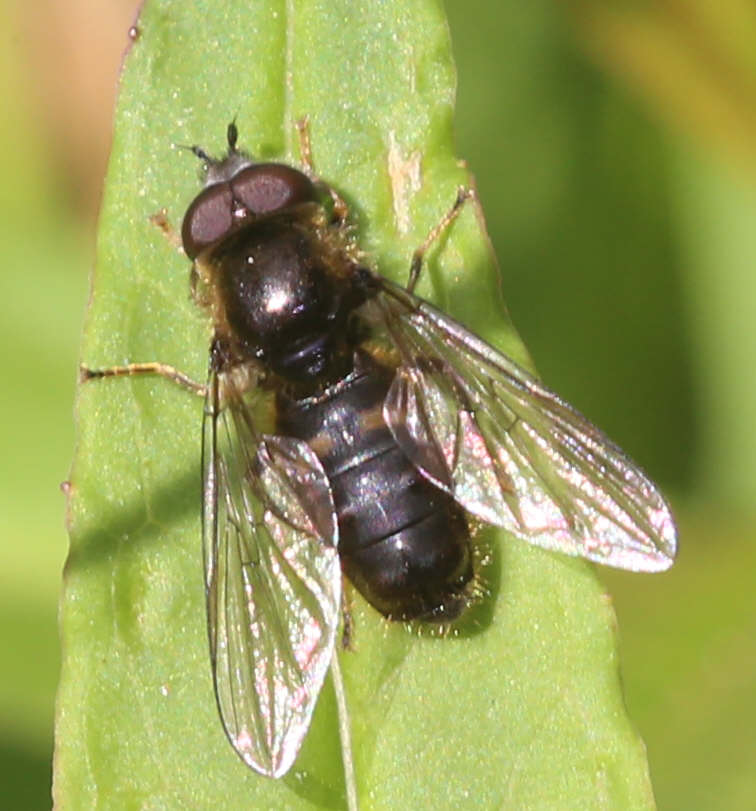 Pipiza luteitarsis