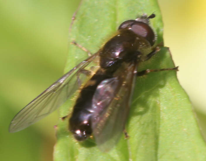 Pipiza luteitarsis