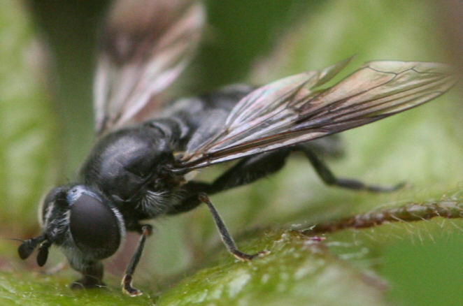 Pipiza austriaca