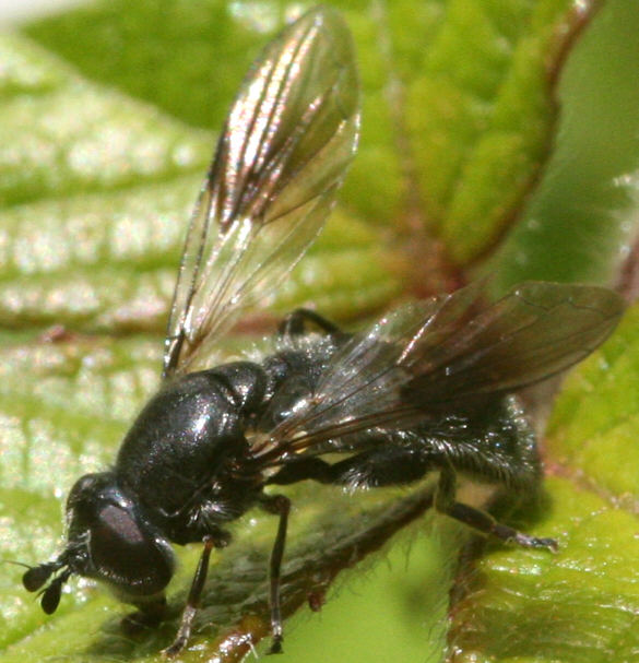 Pipiza austriaca