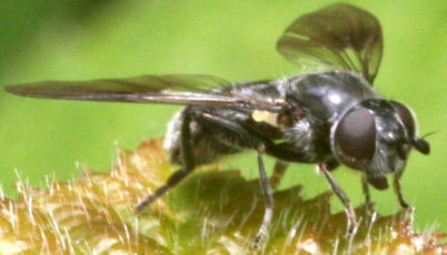 Pipiza austriaca