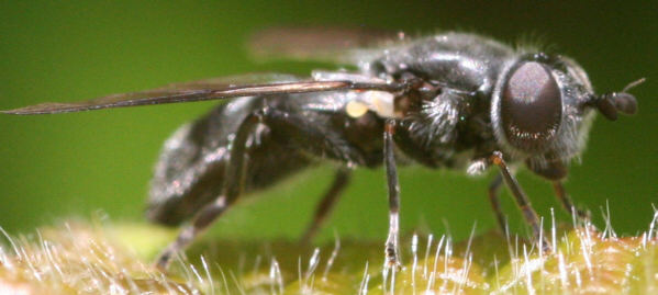 Pipiza austriaca