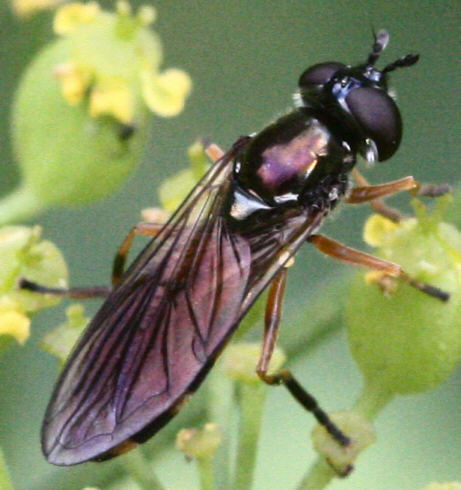 Platycheirus granditarsus