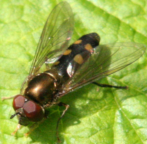 Platycheirus peltatus
