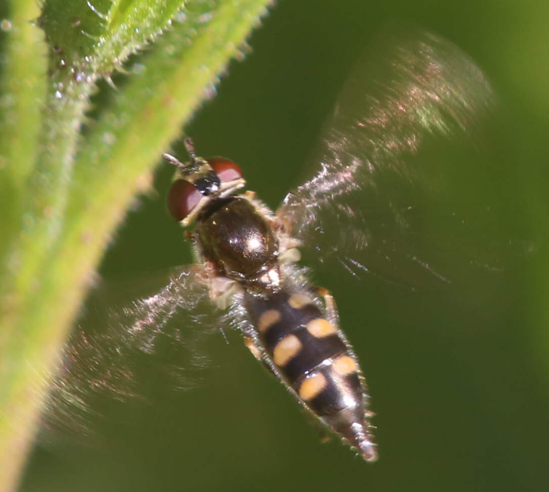 Platycheirus cf. scutatus