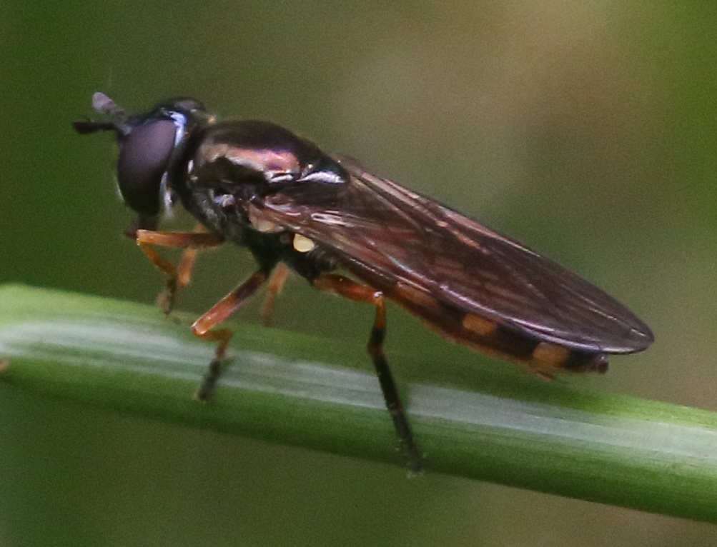 Platycheirus granditarsus