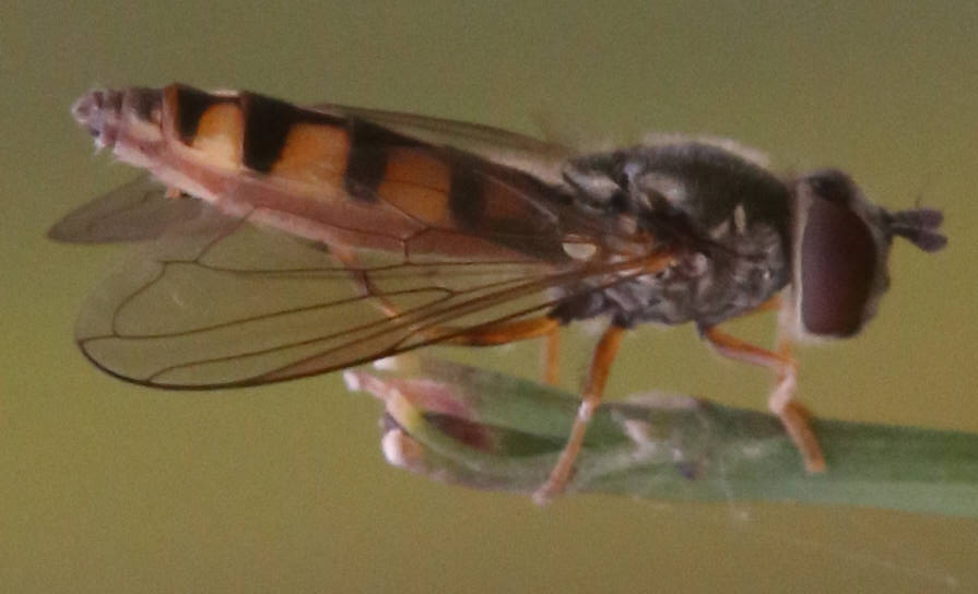 Platycheirus cf. clypeatus