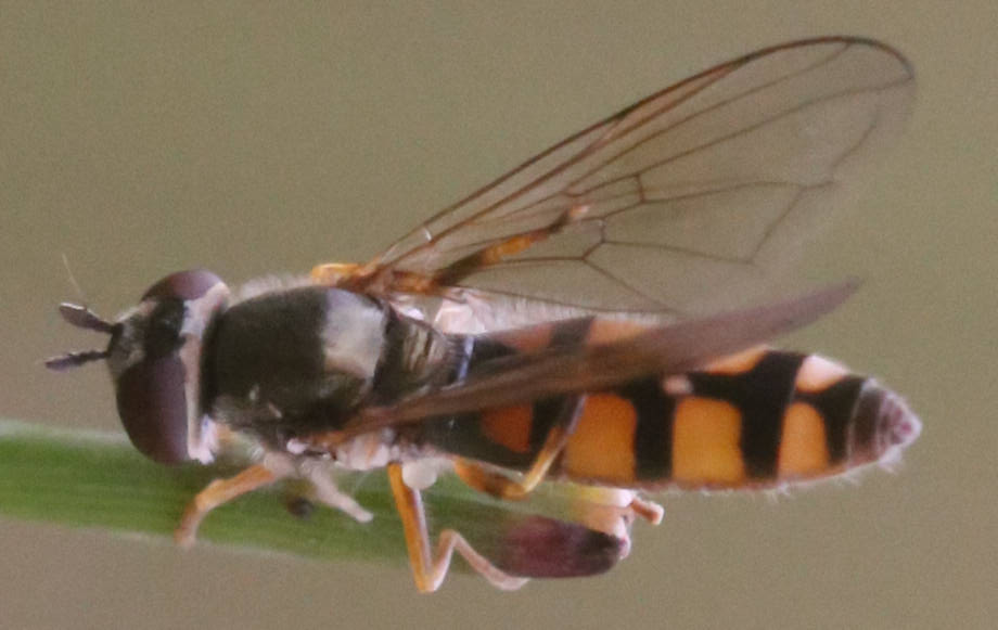 Platycheirus cf. clypeatus