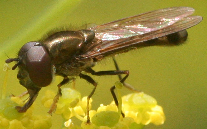 Platycheirus albimanus