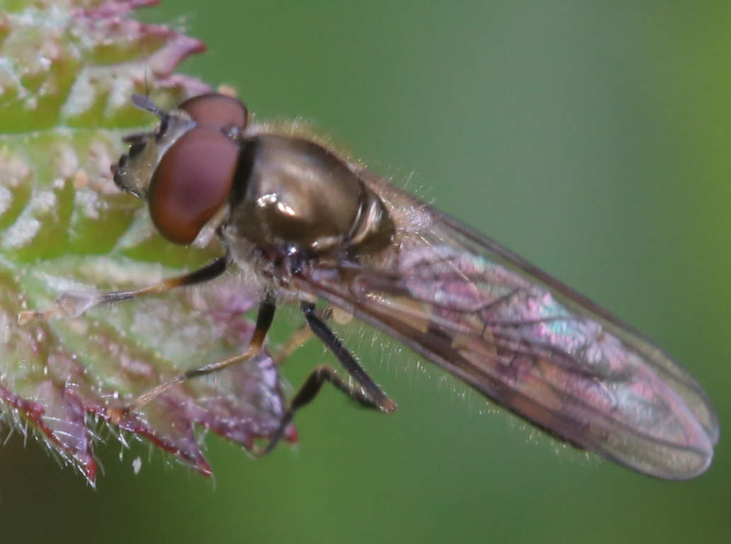 Platycheirus tarsalis