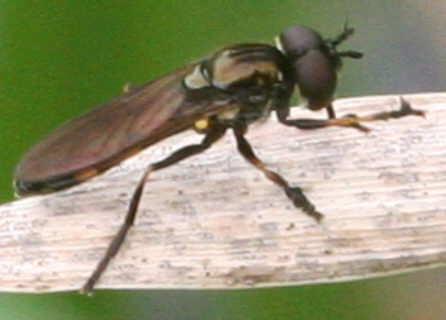 Platycheirus granditarsus
