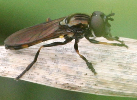 Platycheirus granditarsus