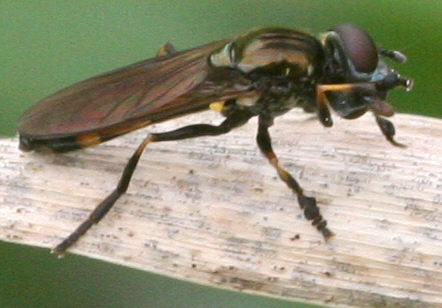 Platycheirus granditarsus