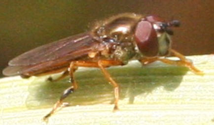 Platycheirus fulviventris