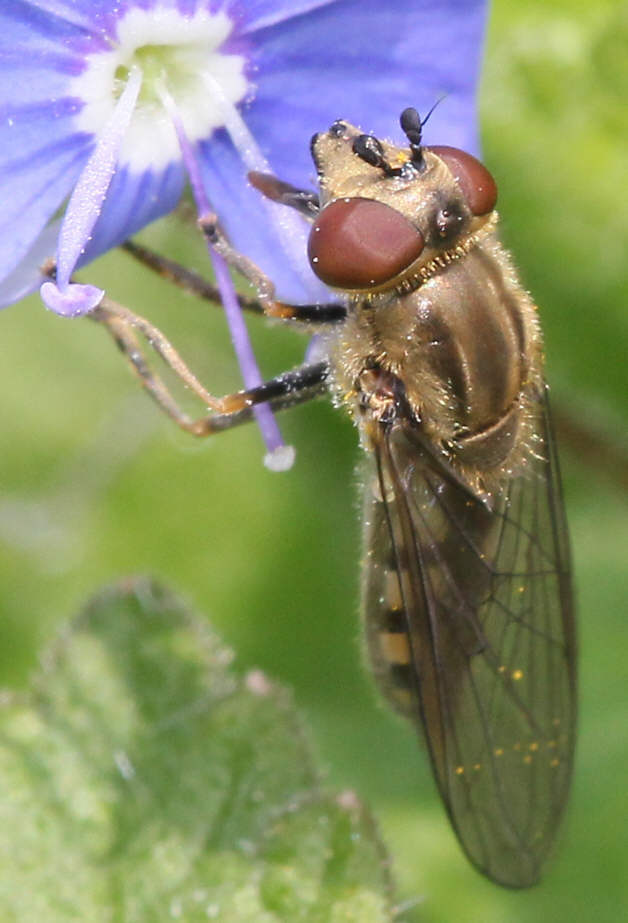 Platycheirus manicatus