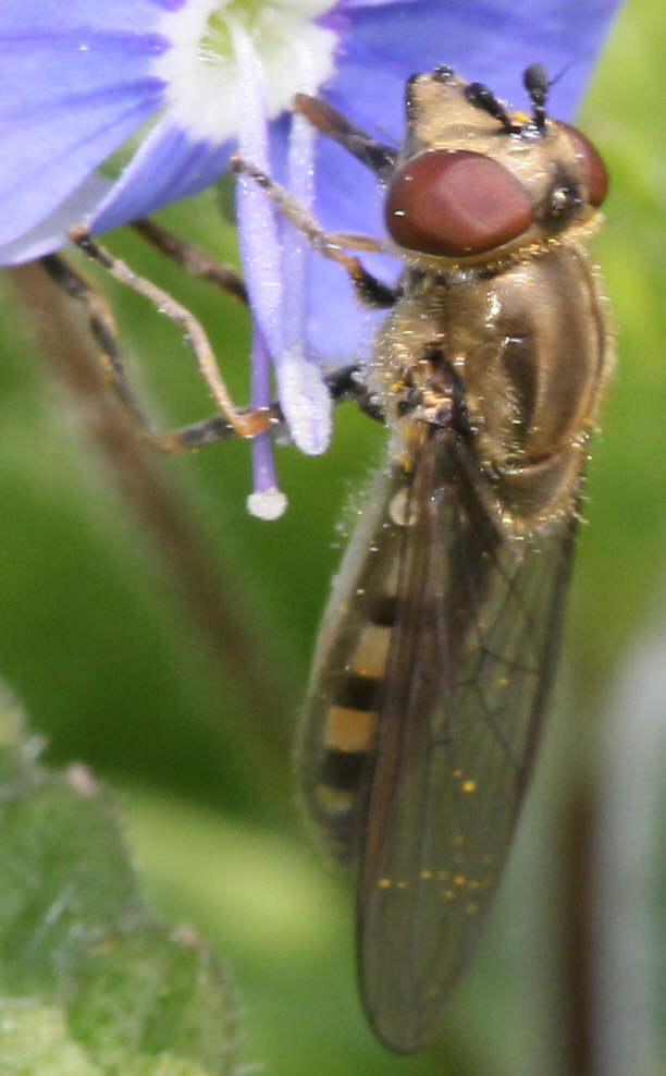 Platycheirus manicatus