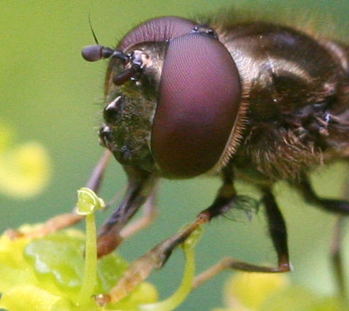 Platycheirus albimanus